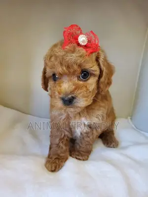 1-3 months Female Purebred Lhasa Apso