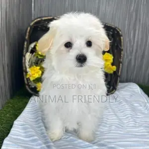 1-3 months Female Purebred Maltese