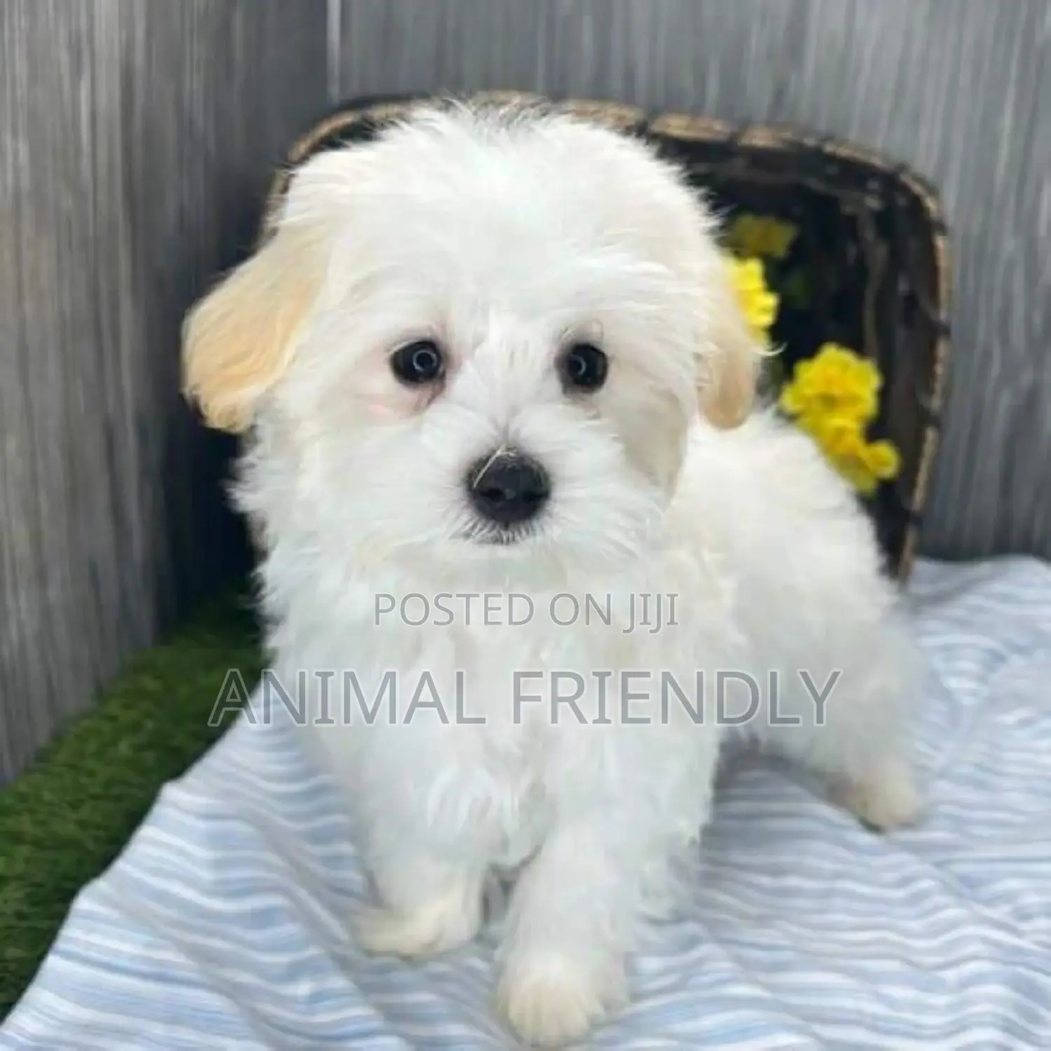 1-3 months Male Purebred Poodle