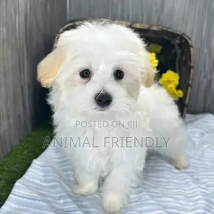 1-3 months Male Purebred Poodle