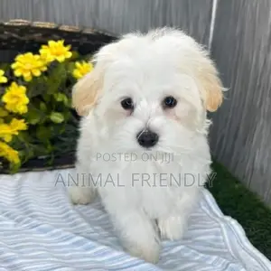 1-3 months Male Purebred Maltese