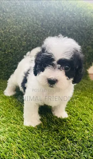 1-3 months Male Purebred Poodle