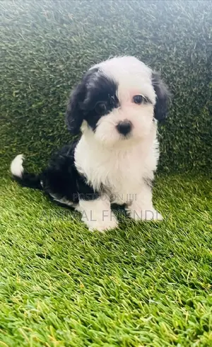 1-3 months Female Purebred Maltese