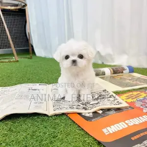 1-3 months Female Purebred Maltese