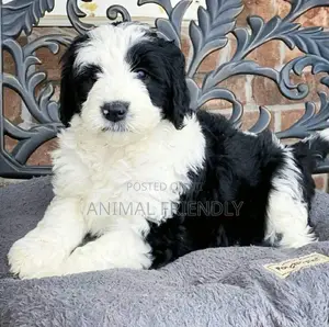 1-3 months Male Purebred Lhasa Apso