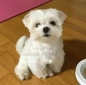 1-3 months Male Purebred Maltese