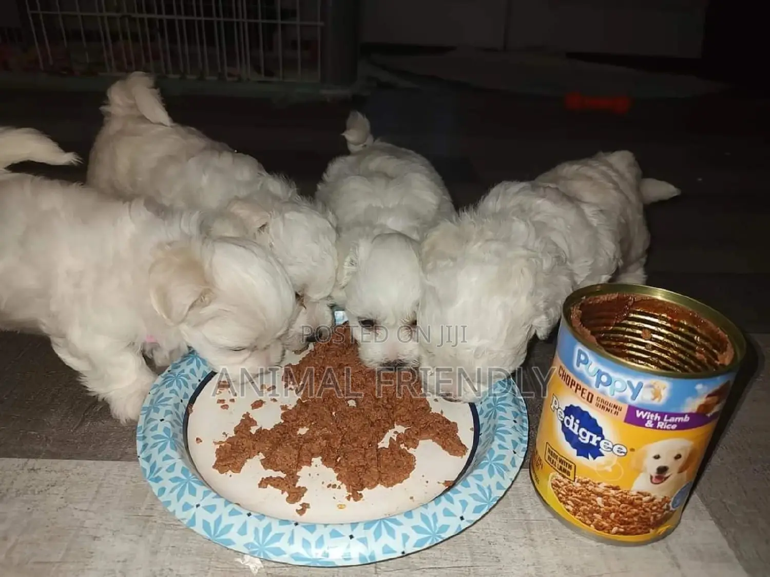 1-3 months Male Purebred Maltese
