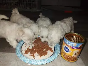 1-3 months Male Purebred Maltese