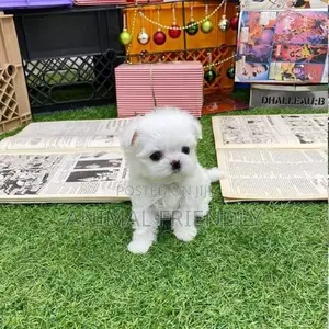 1-3 months Female Purebred Maltese