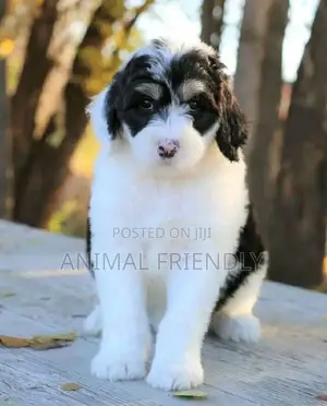 1-3 months Male Purebred Poodle