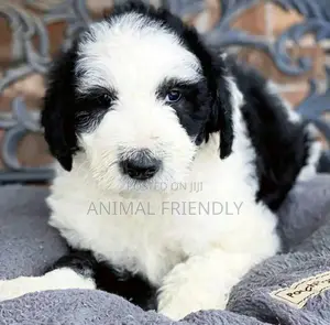 1-3 months Female Purebred Poodle