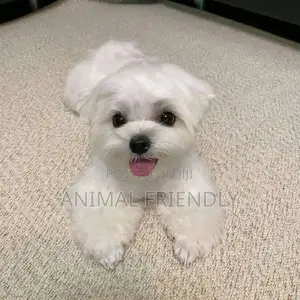 1-3 months Male Purebred Maltese