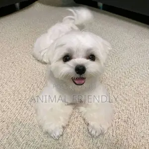 1-3 months Male Purebred Maltese