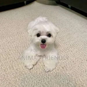 1-3 months Female Purebred Maltese