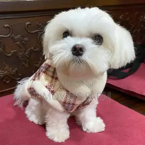 1-3 months Male Purebred Maltese