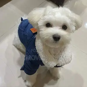 1-3 months Male Purebred Poodle