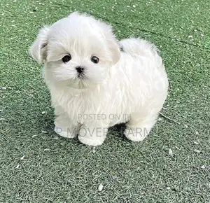 1-3 months Female Purebred Maltese