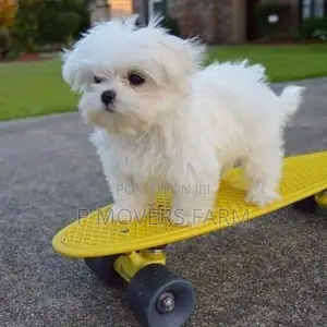 1-3 months Male Purebred Maltese