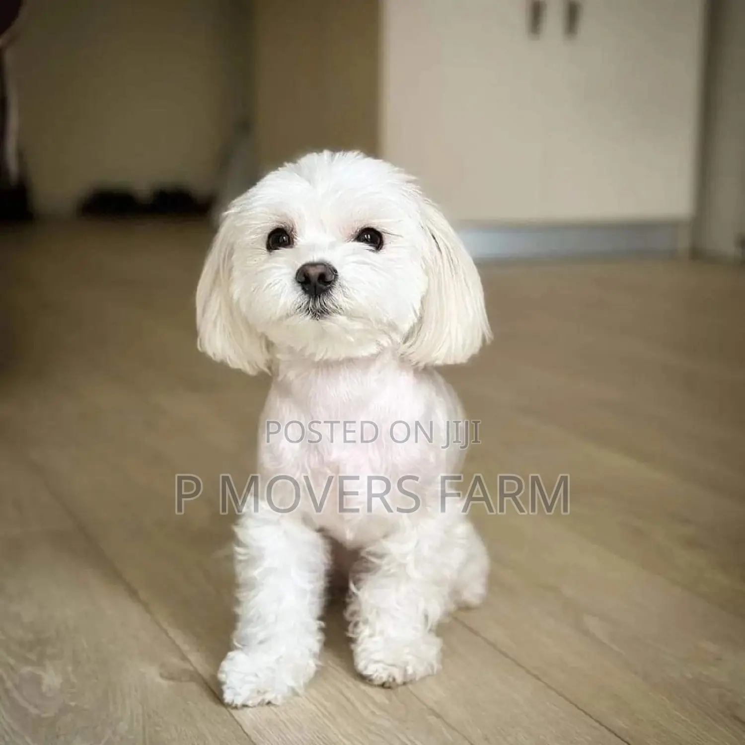 1-3 months Female Purebred Maltese