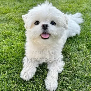 1-3 months Female Purebred Maltese