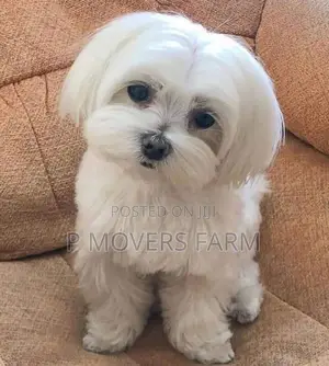 1-3 months Male Purebred Poodle