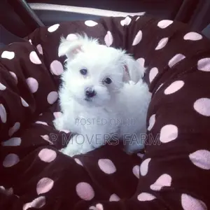 1-3 months Male Purebred Poodle