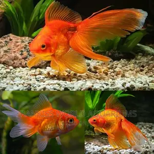 Fantail Gold Fish