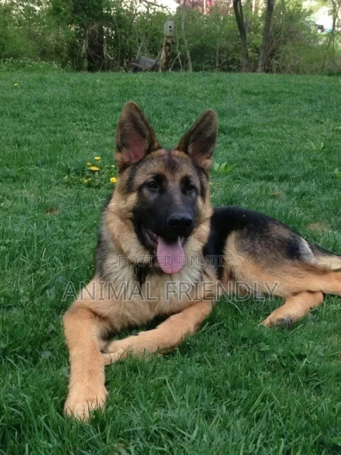 1-3 months Female Purebred German Shepherd