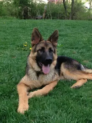 1-3 months Female Purebred German Shepherd