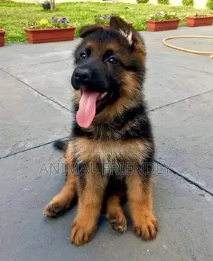 1-3 months Male Purebred German Shepherd