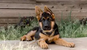 1-3 months Male Purebred German Shepherd