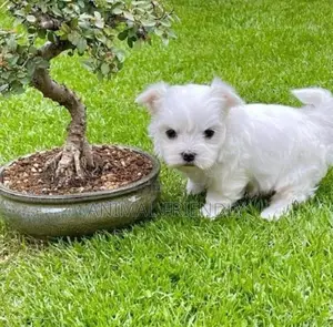 1-3 months Male Purebred Poodle