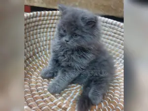 1-3 months Male Purebred Persian