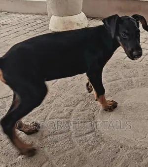 1-3 months Male Purebred Doberman Pinscher