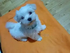 1-3 months Male Purebred Maltese