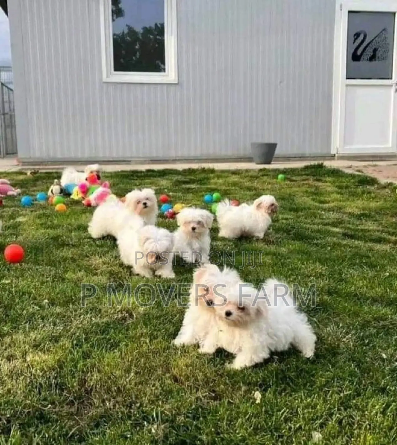 1-3 months Male Purebred Maltese