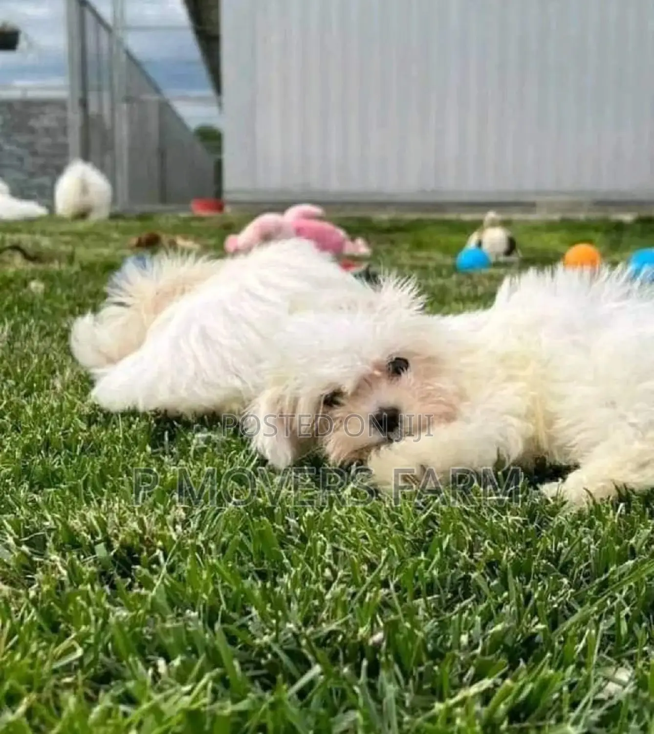 1-3 months Male Purebred Maltese