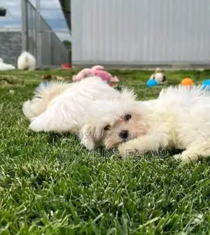 1-3 months Male Purebred Maltese