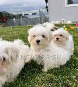1-3 months Male Purebred Maltese