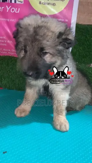 1-3 months Male Purebred Caucasian Shepherd