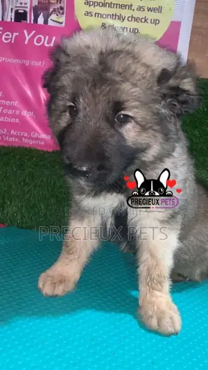 1-3 months Male Purebred Caucasian Shepherd