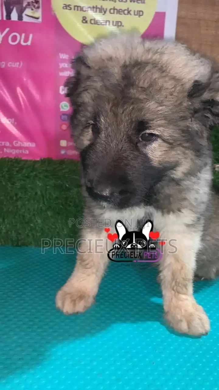1-3 months Male Purebred Caucasian Shepherd