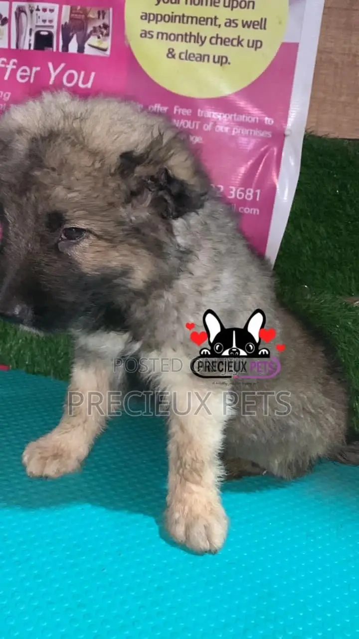 1-3 months Male Purebred Caucasian Shepherd