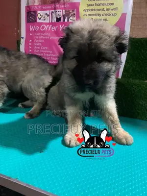 1-3 months Male Purebred Caucasian Shepherd