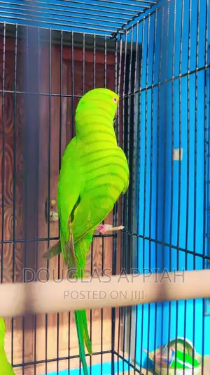 Young Ringneck Parrots(Talking Species)