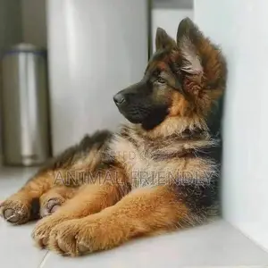 3-6 months Male Purebred German Shepherd