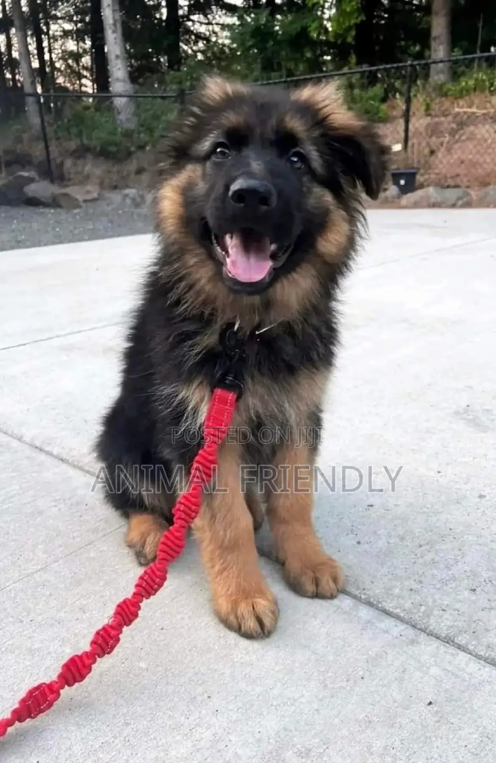 1-3 months Male Purebred German Shepherd