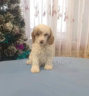1-3 months Female Purebred Poodle
