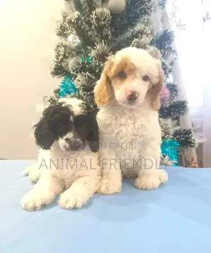 1-3 months Male Purebred Maltipoo