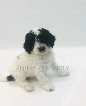 1-3 months Male Purebred Poodle